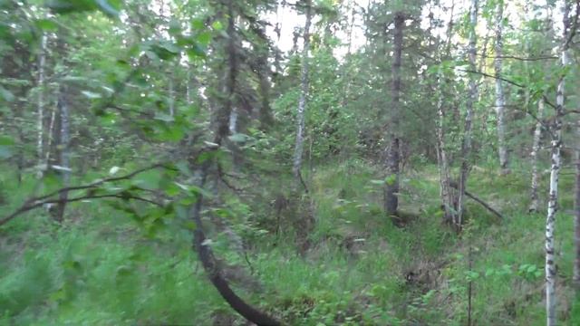 Пение птиц в тайге. Четыре утра. смотреть онлайн