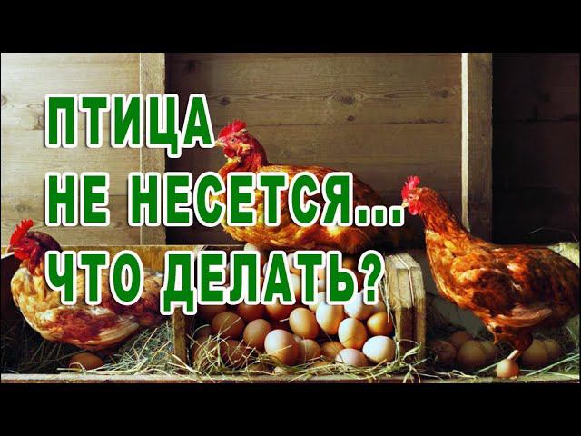 Стимулятор яйценоскости для птицы. По 2 яйца в день несет гусыня смотреть онлайн