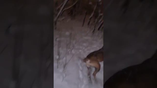 кане-корсо Харёша смотреть онлайн