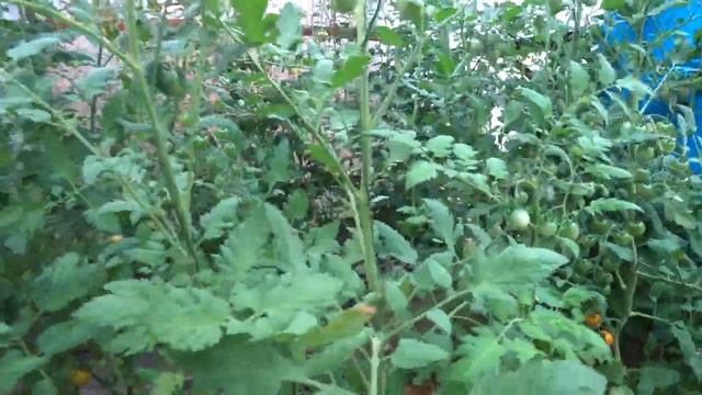 Томаты гибриды в старой теплице / Триходерма на бревне / Бельчата под крышей / Минская область смотреть онлайн