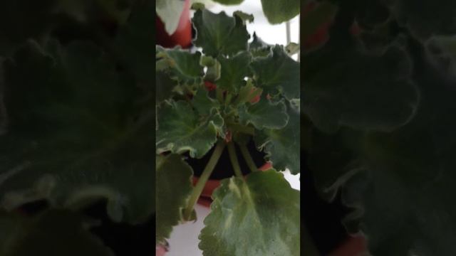 На моем подоконнике 1 часть. ЦВЕТОЧНЫЙ КОРОТКИЙ ВЛОГ. смотреть онлайн