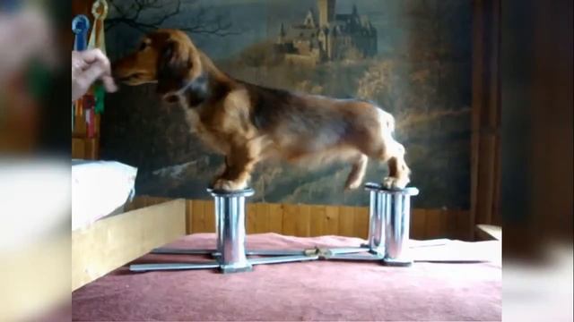 Щенок стандартной длинношерстной таксы. РКФ смотреть онлайн