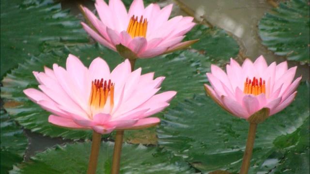 Mantra of AVALOKITESHVARA..... " The Great Compassion BUDDHA "....' Heart of A BUDDHA ' ! смотреть онлайн
