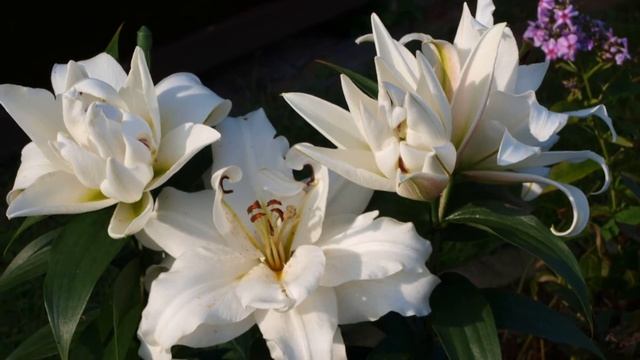 Самые красивые лилии — сорта с фото и названиями