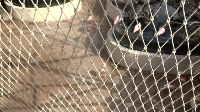 Зоопарк в Барселоне,ZOO Barcelona смотреть онлайн