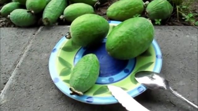 Feijoas - (Pineapple Guava) Plants & Fruit смотреть онлайн