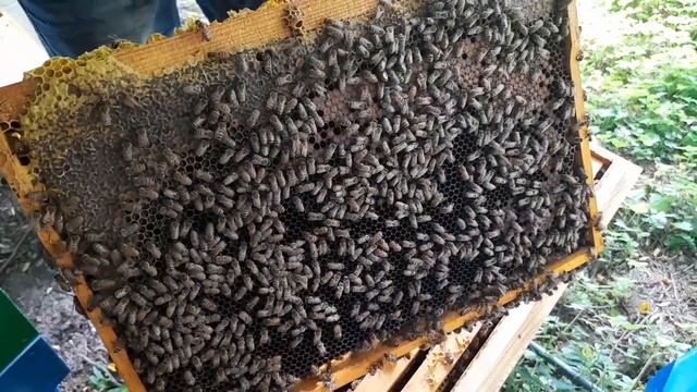 Скільки бджоли принесли меду з соняшнику, на ізольованому точкови? смотреть онлайн