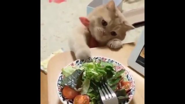 Мой голодный кот.