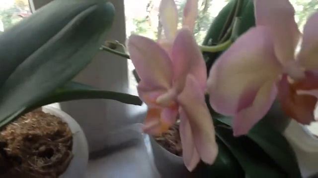Орхидеи две недели без полива. Выжили и дали новые росты! Как оставить орхидеи в отпуск смотреть онлайн