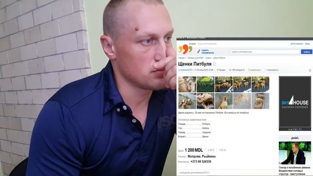 Какая цена на Питбуля и Амстаффа??? в поисках бойцовой породы смотреть онлайн