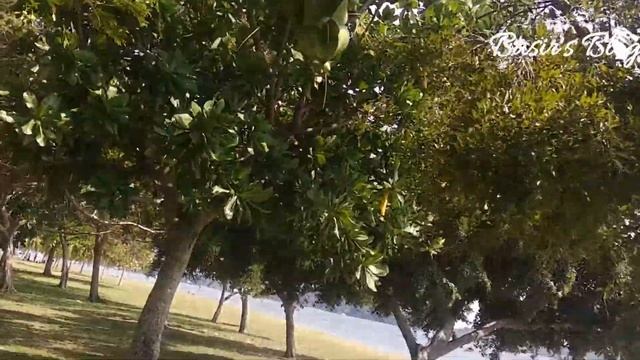 Barringtonia asiatica (L.) смотреть онлайн