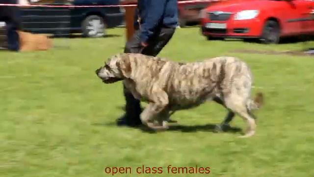 Club show of Moloss club CZ, Mastin espanol смотреть онлайн