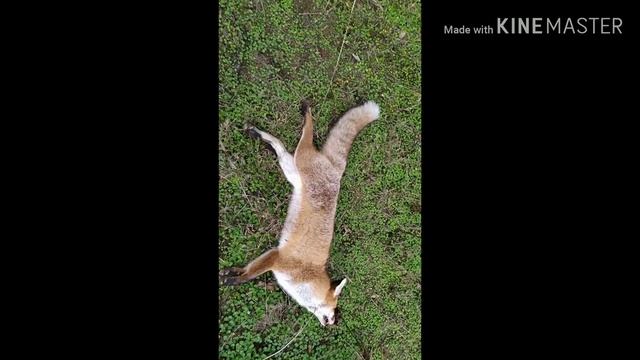 Установка петєль на лису как я поймал лису #охота смотреть онлайн