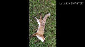 Установка петєль на лису как я поймал лису #охота