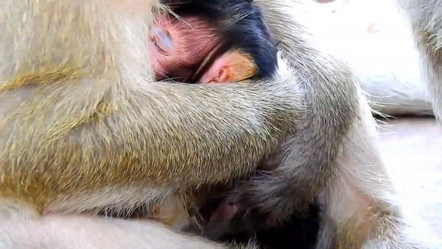 Mom test for reaction when she put baby Brittany alone on stone,Mom start it to be alone without he смотреть онлайн