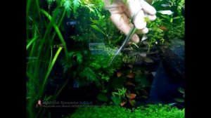 Стрижка Микрантемума Монте Карло №1 (на Коряге). Почвопокровные растения в Аквариуме.