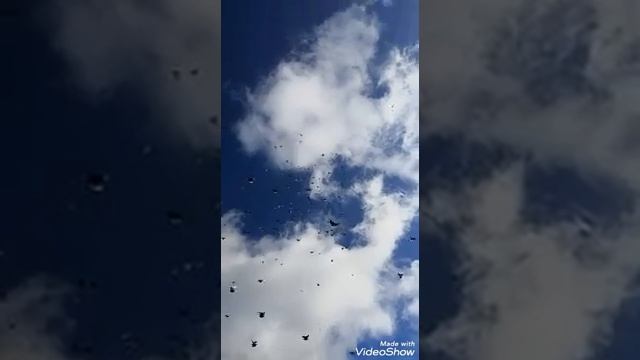 Николаевские голуби в Сибири. Зезюля С.М. смотреть онлайн