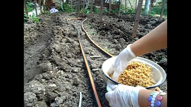 Сажаю помидоры смотреть онлайн