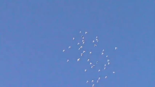 Пермские голуби гривуны. смотреть онлайн