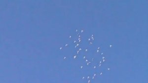 Пермские голуби гривуны.