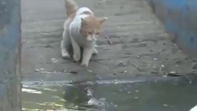 Кот и гавиал смотреть онлайн