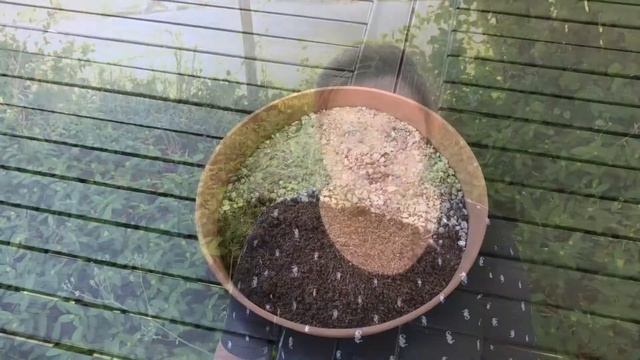 How to grow Delosperma Echinatum смотреть онлайн