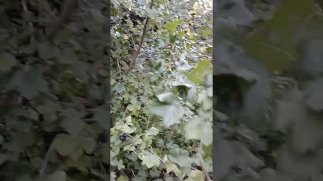 Ягода йошта смотреть онлайн