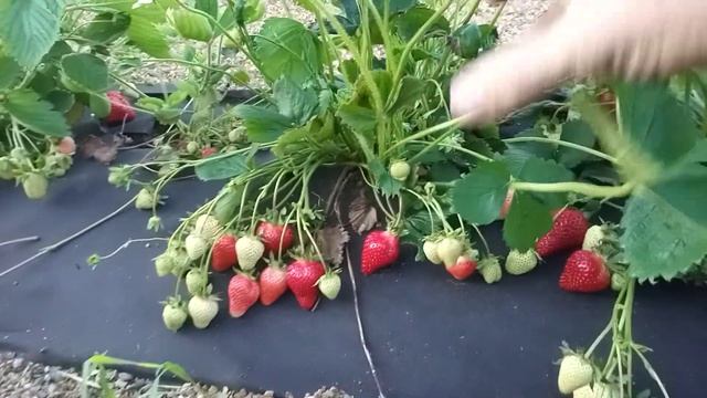 Клубника Флер (Flair) после дождя. смотреть онлайн