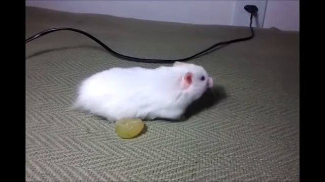 Ziggs - Hamster sírio смотреть онлайн