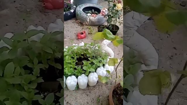 Kitayski roza 🌱 смотреть онлайн