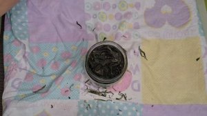 Ферментация листьев топинамбура для чая | Как ферментировать лист топинамбура от А до Я