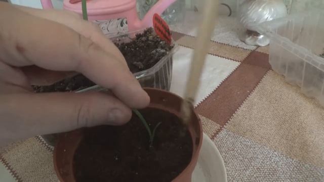 выращивание Амариллиса из семян. 1 смотреть онлайн