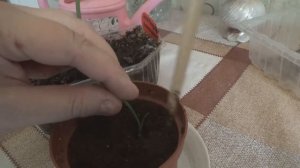 выращивание Амариллиса из семян. 1