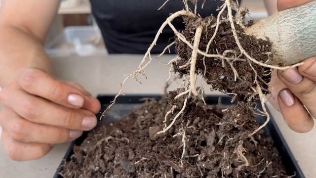 Пересадка Pachypodium DENSIFLORUM (Пахиподиум) смотреть онлайн