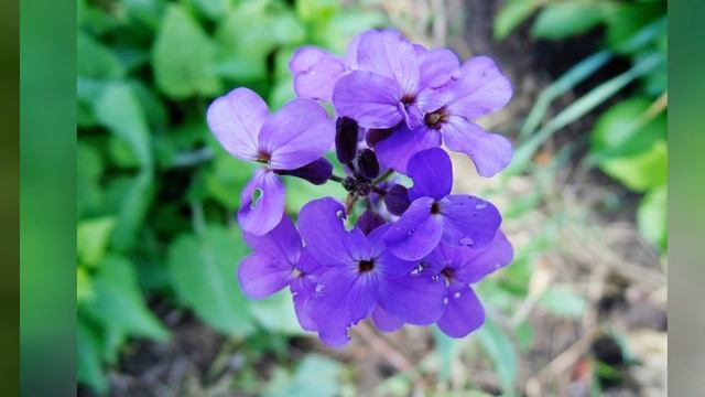 ВЕЧЕРНИЦА (HESPERIS) сем. Крестоцветные смотреть онлайн