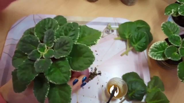 Важно! Фиалки цветут лучше ! Укрепляем корни и наращиваем листья! смотреть онлайн