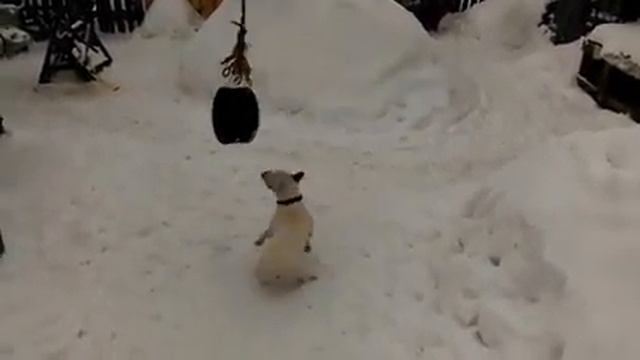 Бультерьер играет с шинкой ☆ Mini Bull Terrier plays with a tire смотреть онлайн