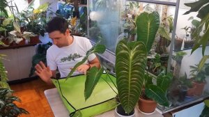 Антуриум Вейча / Anthurium Veitchii / Пересадка / Уход за растением