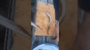 МИНОГА?КАК ЧИСТИТЬ МИНОГУ#РЫБА