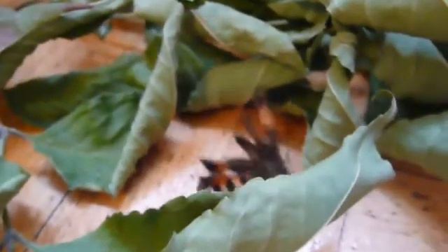 Бабочка у нас дома смотреть онлайн