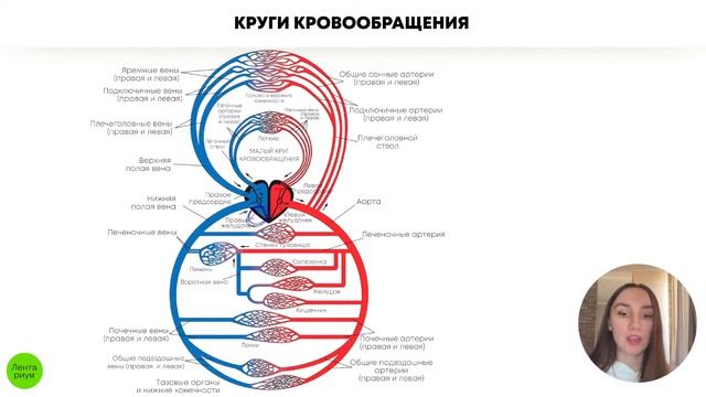Круги кровообращения смотреть онлайн