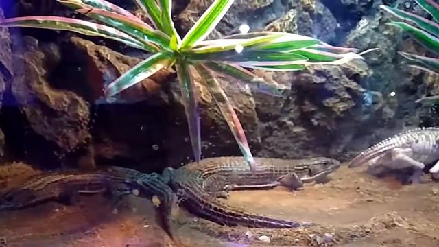 Gerrhosaurus major[span] смотреть онлайн