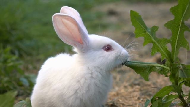 BABY FARM ANIMALS - Names of Animal Babies at the Farm in English смотреть онлайн