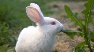 BABY FARM ANIMALS - Names of Animal Babies at the Farm in English