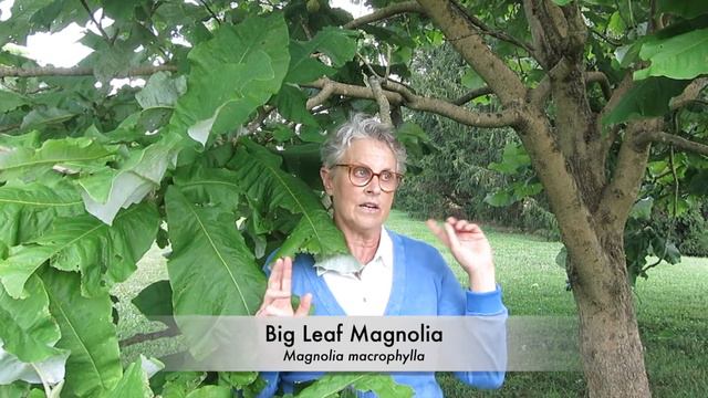 Big Leaf Magnolia (Magnolia macrophylla) смотреть онлайн