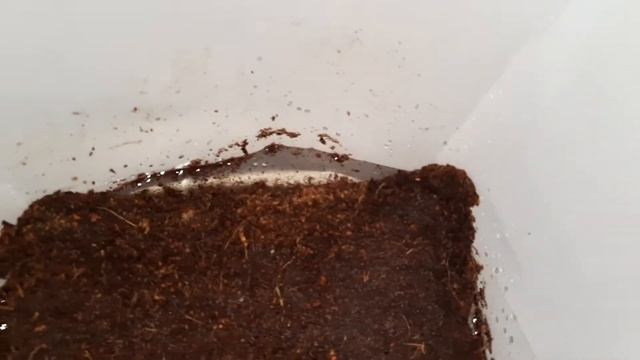 Кокосовый субстрат для комнатных цветов. 06.01.2022 ? смотреть онлайн