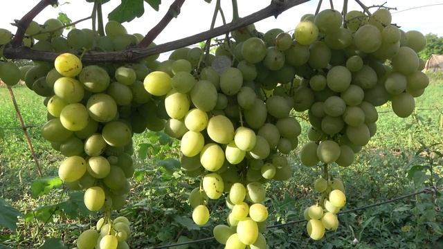 ГФ винограда Балтимор 2022 Бурдак А В смотреть онлайн