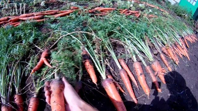 Уборка урожая моркови. смотреть онлайн