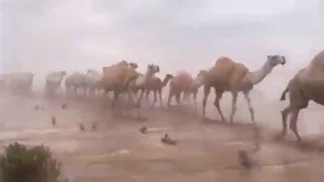 Ближайший суднава дня смотреть онлайн