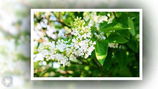 С Днем Рождения в мае для друзей смотреть онлайн